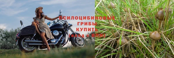 PSILOCYBIN Аркадак